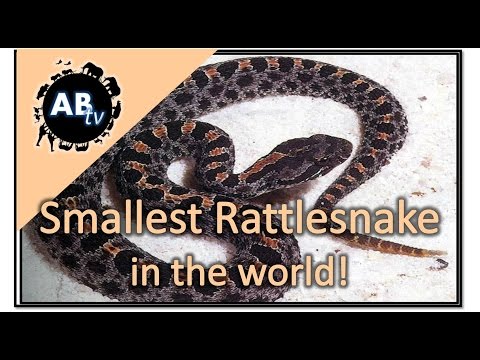 YouTube reptile video