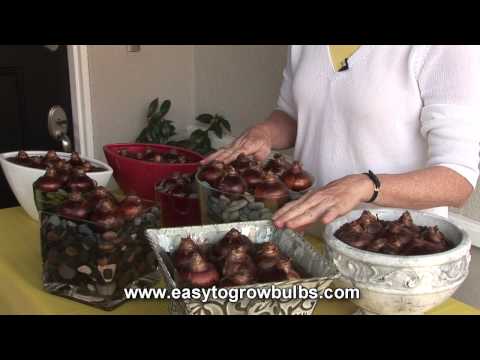 how to replant paperwhites