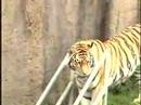 San Francisco Zoo Tiger footage