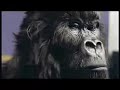 Gorilla Ad Cadburys Dairy Milk