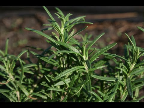 how to care rosemary plant