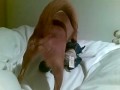 hond neukt beer (luna)