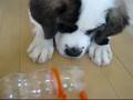 videos de おやつを出すゲーム