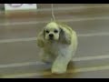 Dog show 25.11.2007 part 1/Baby, juniorhttp://amcocker.fastbb.ru/?1-3-0-00000045-000-400-0#267American cocker spaniel Moscow RussiaВсероссийская выставка собак всех пород 