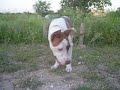 Cookie needs a home!
