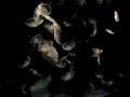 Jellyfish slow dance