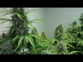 T5 Autoflower Room - Day 63 & Day 16 - Russian Rocket Fuel, Red Dwarf, Syrup, Deimos & Royal Queen
