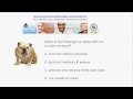 CCNA Video Practice Exam #24:  STP, OSPF, Static Routes, And More!