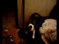 Cute Cat Cam 6 Cute Cat Cam 6