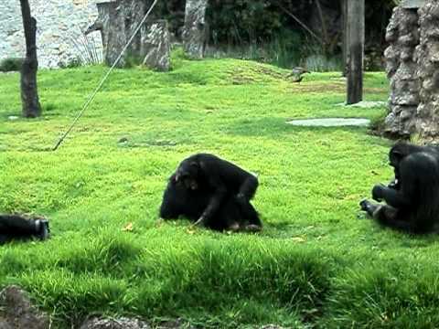 Tremenda pelea de Chimpancés