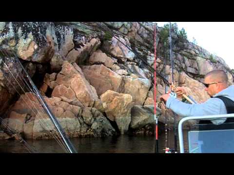 Norwegen Pollack auf Gummifisch