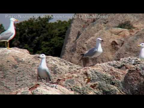 Vedi il video