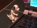 USB Humping Dog - ToyzAndGiftz