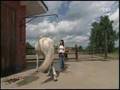 Cavalia RBB