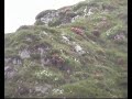 Cuccioli, Marmotte, animali, Valle, Val Susa, Montagna