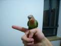 videos de peach-faced lovebird flying
