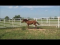Flying Oaks Athena