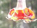 Hummingbird Mania Hummingbird Mania