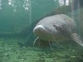 Herman the Sturgeon