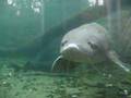 Herman the Sturgeon