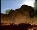 another dinosaur music vid ^___^

video:
walking with trilogy (c) bbc/tim haines
prehistoric park (c) itv/tim haines
primeval (c) itv/tim haines

song:
cha la head cha la (c) hironobu kageyama

please enjoy ^^