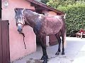 concours cheval concours cheval