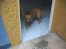 este es el perro de mis sue�os ja ja ja tiene 3 a�os y es virgen, as� que por favor ayundenme a conseguirle novia para que se casen y tengan descendecia y me den un cachorrito que cuidare y amare por siempre