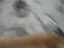 este es el perro de mis sue�os ja ja ja tiene 3 a�os y es virgen, as� que por favor ayundenme a conseguirle novia para que se casen y tengan descendecia y me den un cachorrito que cuidare y amare por siempre