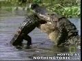 Fish eat crocodile