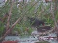 Common Moorhen