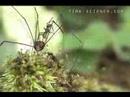 Army ants swarm a harvestman and try ...