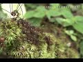 Army ants swarm a harvestman and try to eat it alive Army ants swarm a harvestman and try to eat it alive
