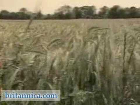 Plant Reproduction: Plant ...