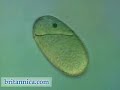 Plant Reproduction: Plant Fertilization (Britannica.com)