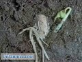 Plant Reproduction: Plant Fertilization (Britannica.com)