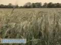 Plant Reproduction: Plant Fertilization (Britannica.com)