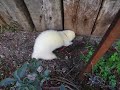 Furetto scavatore - ferret