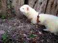 Furetto scavatore - ferret