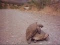 live! turtle rape