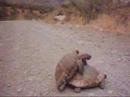 Reproduction de tortues
