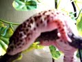 Leopard Geckos