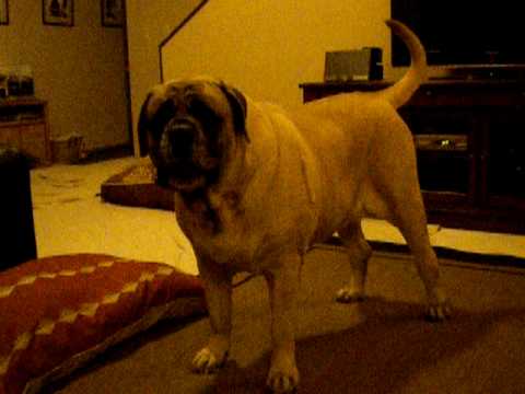 english mastiff