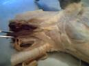anatomia veterinária i  cabeça 4
