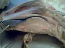 anatomia veterinária i  cabeça 4