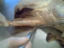 anatomia veterinária i  cabeça 4