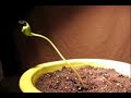 Seedling Time Lapse Seedling Time Lapse