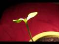 Seedling Time Lapse