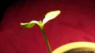 Seedling Time Lapse