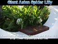 Giant Asian Spider Lilly Giant Asian Spider Lilly