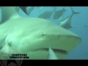 shark dive Fiji